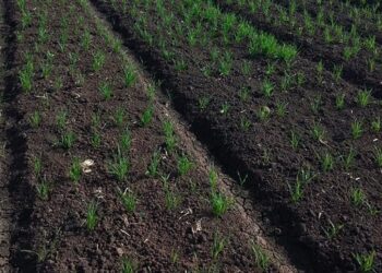 زراعة القمح على مصاطب