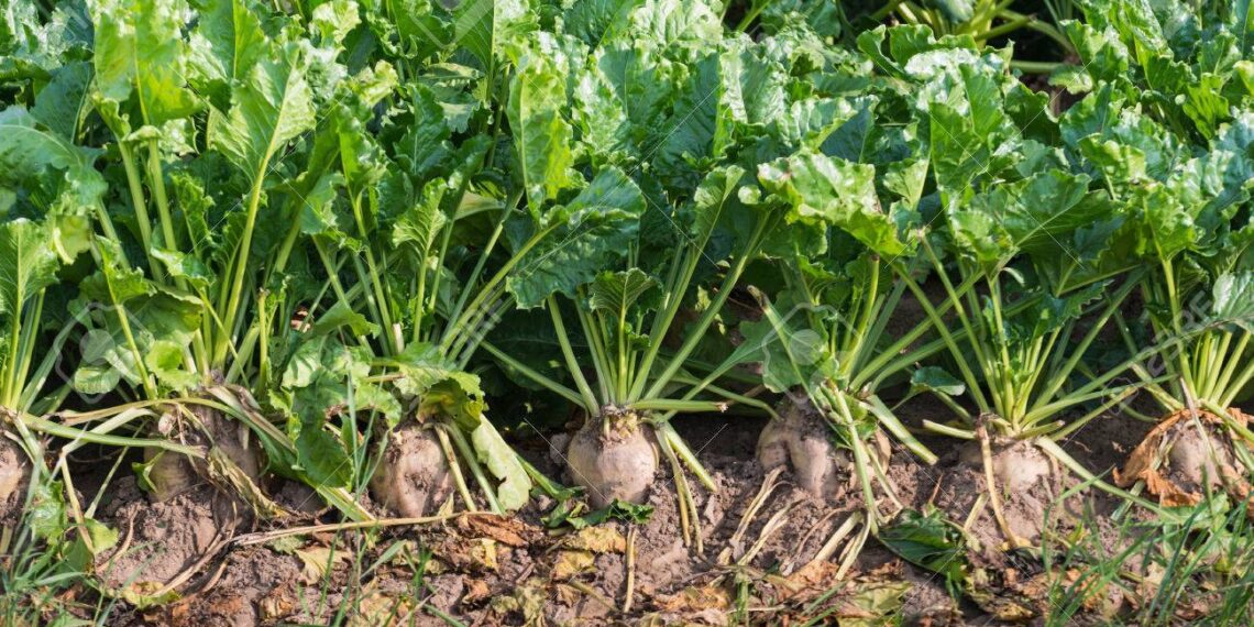 محصول بنجر السكر