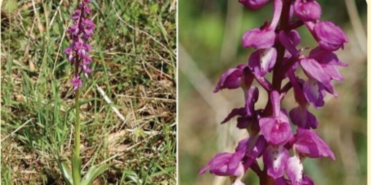 السحلب ... إليك أبرز فوائده ومناطق زراعته 1 السحلب