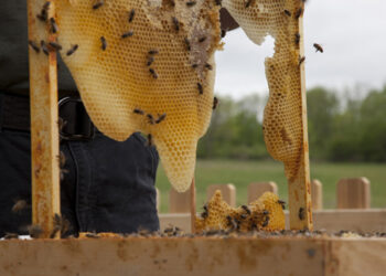 صناعة العسل