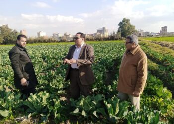 الزراعات الشتوية