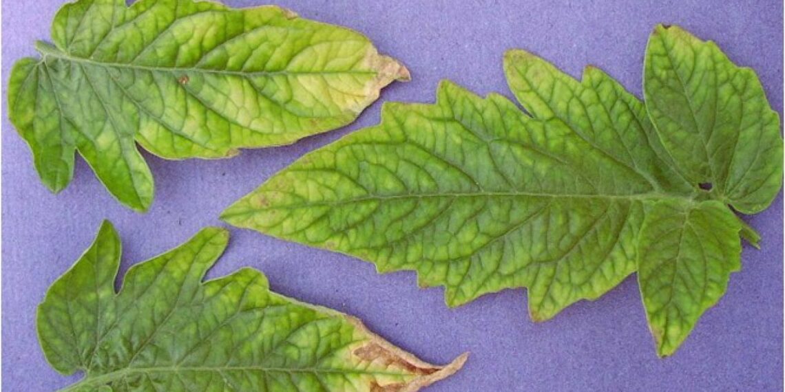 عنصر الحديد ودوره في تغذية النبات في "كبسولة" إرشادية لـ"العقيلي" 1 عنصر الحديد