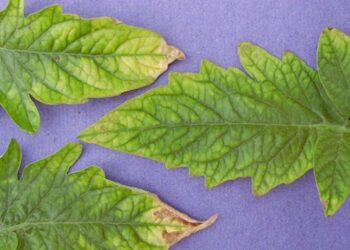 عنصر الحديد