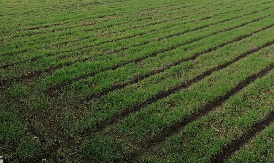 رُقعة الأراضي