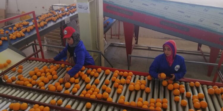 صادرات الموالح.. دور الحجر الزراعي والمجلس التصديري لمضاعفة عوائد الحاصلات البستانية 1 الموالح