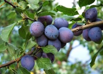 محصول البرقوق