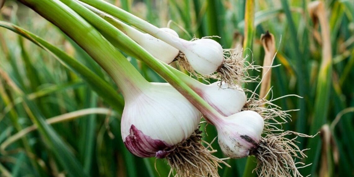 محصول الثوم