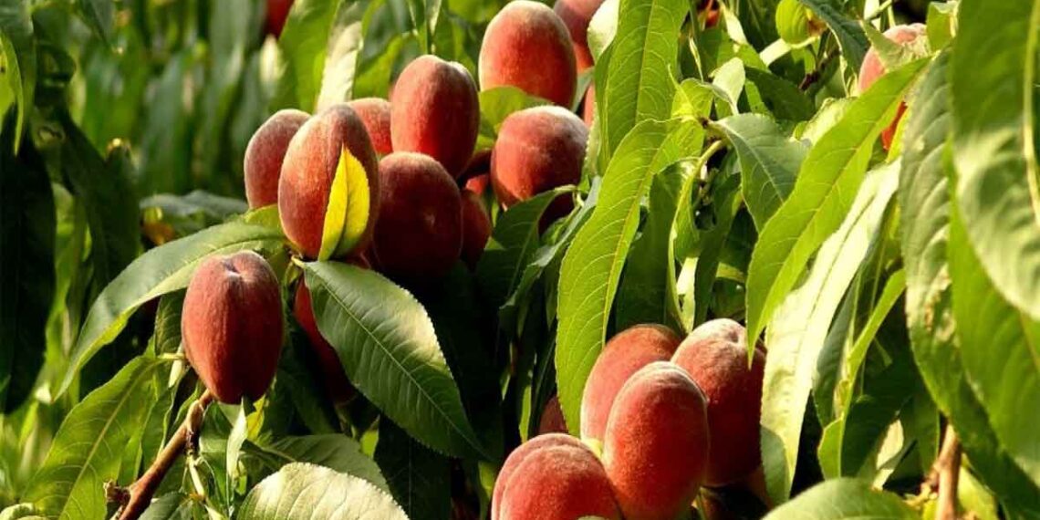 محصول الخوخ