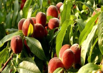 محصول الخوخ