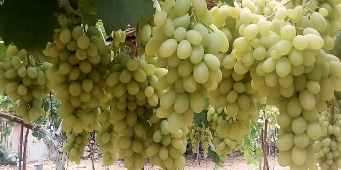 محصول العنب .. أبرز التوصيات الفنية خلال شهر ديسمبر 1 محصول العنب