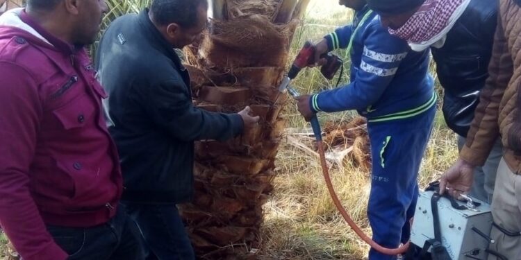 معمل بحوث النخيل ينظم مدرسة حقلية عن مكافحة السوسة الحمراء بالوادي الجديد 1 معمل بحوث النخيل