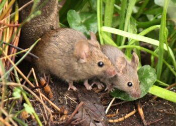 مكافحة الفئران