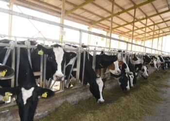 ميكروب البروسيلا