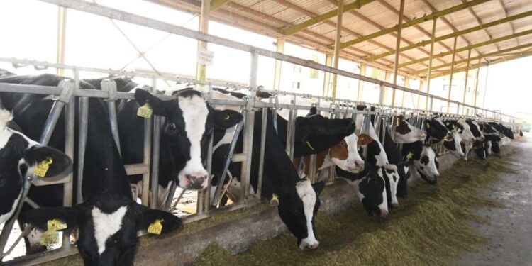 ميكروب البروسيلا.. محاذير التعامل مع الحيوان المصاب وأهم التوصيات 1 ميكروب البروسيلا