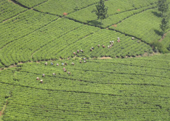 نشأة الزراعة