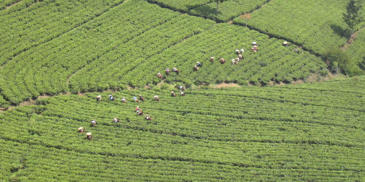 د. فاطمة سامي تكتب عن نشأة الزراعة في عصر ما قبل التاريخ 1 نشأة الزراعة