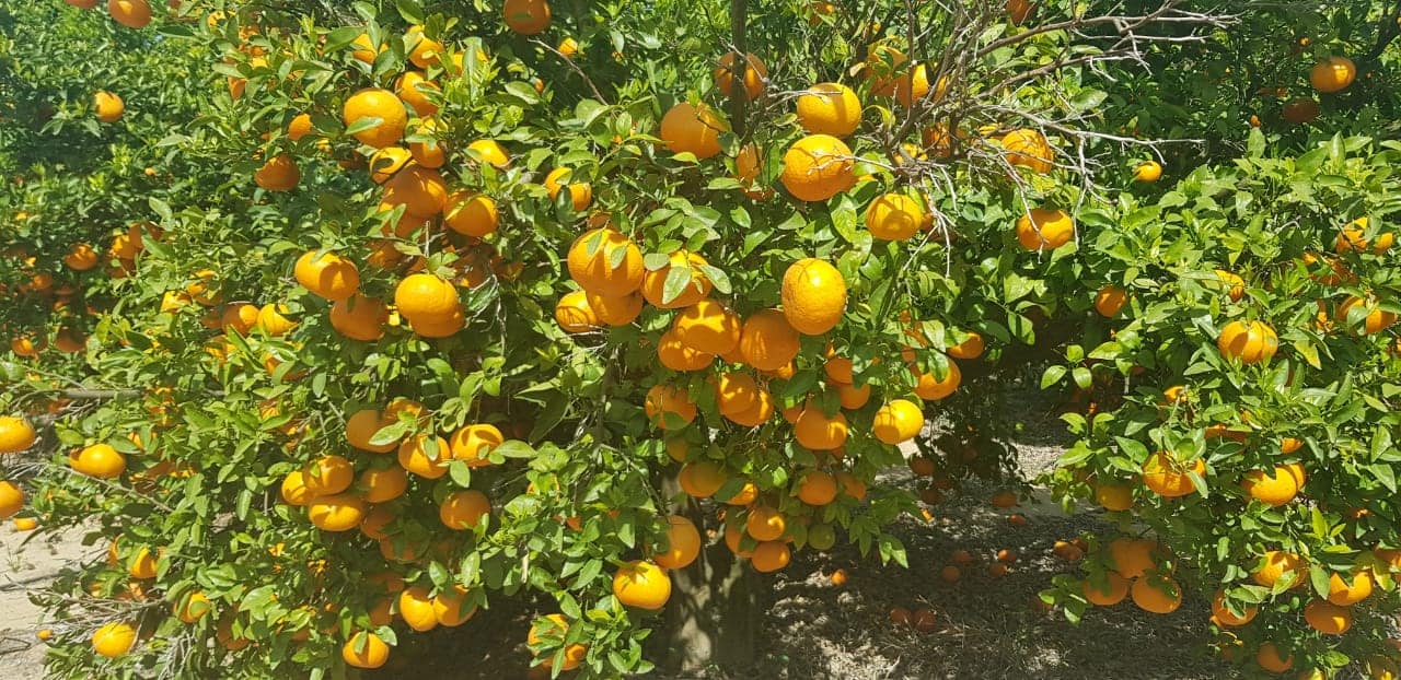 محصول الموالح .. أبرز 7 توصيات فنية خلال ديسمبر - منصة مصر الزراعية