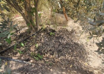 زراعات الزيتون