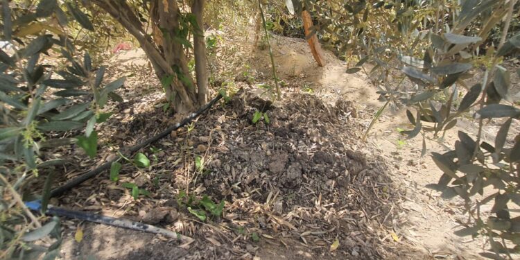 لجنة علمية للمرور على زراعات الزيتون بالفيوم 1 زراعات الزيتون