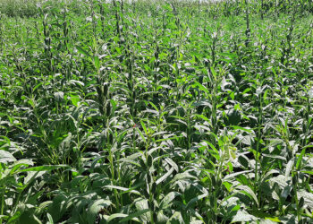 محصول السمسم