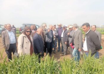 يوم القمح السنوي