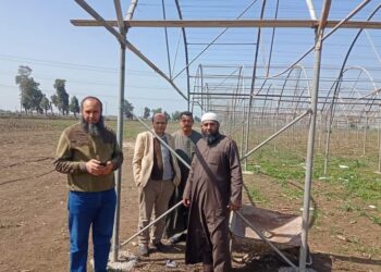 تقاوي الخضر