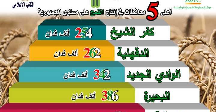"أرقام في الزراعة" أهم الأرقام حول محصول القمح 1 أرقام في الزراعة