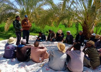 المحاصيل الشتوية