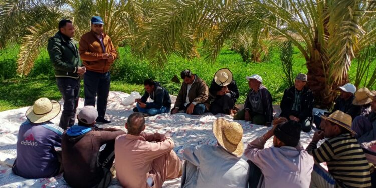الزراعة: 155 مدرسة حقلية لـ"المحاصيل الشتوية" فى 19 محافظة خلال فبراير 2022 1 المحاصيل الشتوية