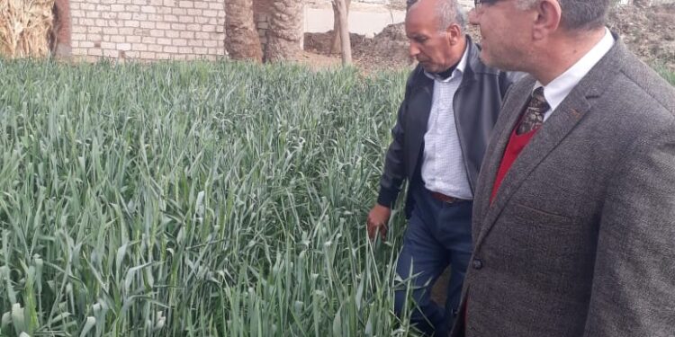 رئيس مكافحة الآفات الزراعية يتفقد زراعات القمح بالصف وأطفيح 1 مكافحة الآفات