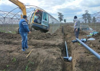 إنتاج تقاوي الخضر