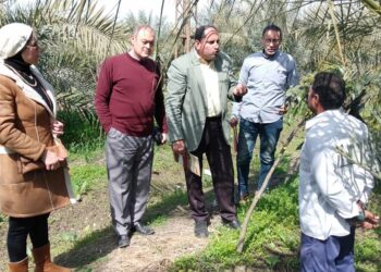 «مركزية البساتين» تقدم 11 توصية لمزارعي النخيل بالدقهلية