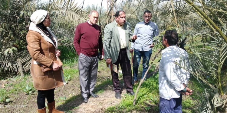 «مركزية البساتين» تقدم 11 توصية لمزارعي النخيل بالدقهلية