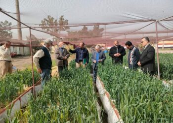 الذهب الأصفر