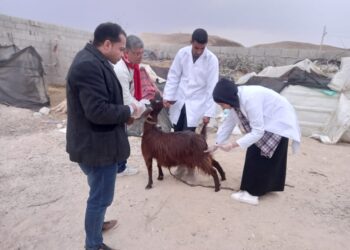 قافلة بيطرية مجانية لمركز بحوث الصحراء بشمال سيناء