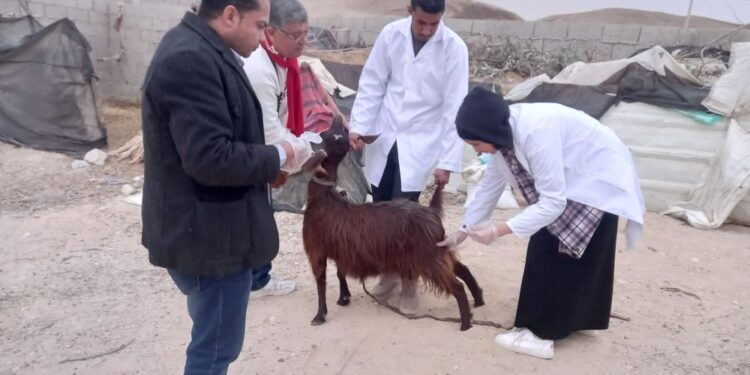 قافلة بيطرية مجانية لمركز بحوث الصحراء بشمال سيناء 1 قافلة بيطرية مجانية لمركز بحوث الصحراء بشمال سيناء