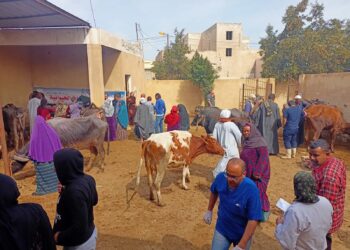 التناسليات الحيوانية