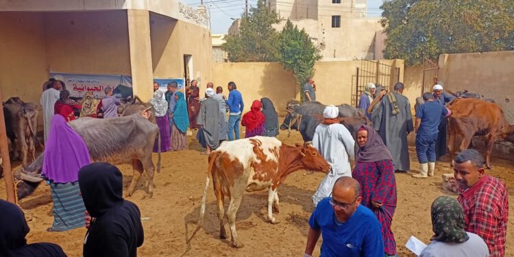 التناسليات الحيوانية تنتهي من أعمال القافلة البيطرية المجانية في بني سويف 1 التناسليات الحيوانية