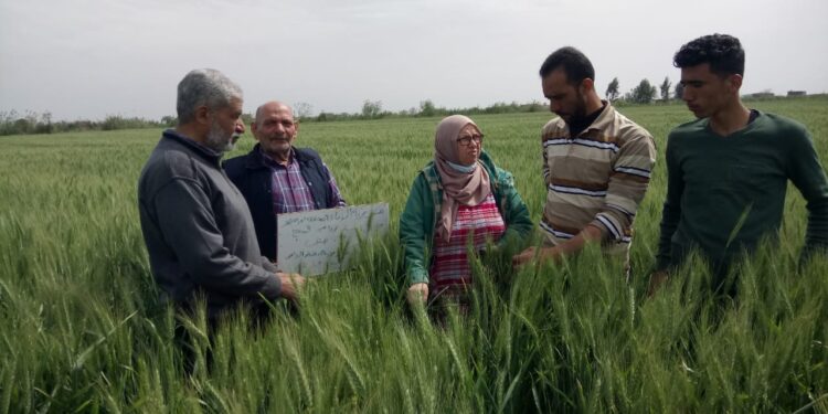 يوم حقلي لمحصول القمح بمحافظة بورسعيد 1 محصول القمح