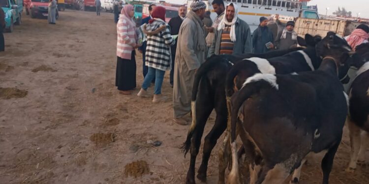 "الحفاظ على الثروة الحيوانية" ندوة إرشادية لصندوق التأمين على الماشية 1 التأمين على الماشية