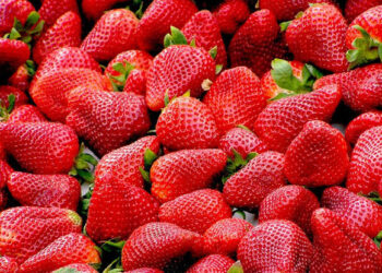 الحجر الزراعي