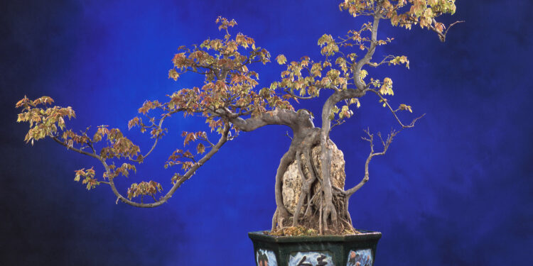أشجار البونساي.. نشأتها التاريخية وطُرق رعايتها وأبرز استخداماتها 1 أشجار البونساي