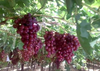 أشجار الفاكهة