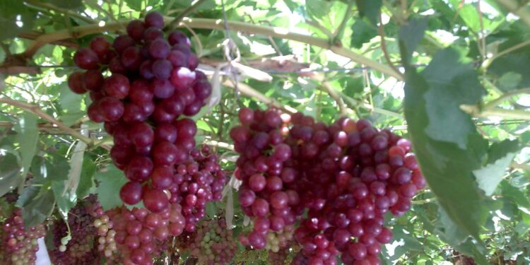 أشجار الفاكهة.. التغيرات المُناخية وعلاقتها بالسياسة الصنفية 1 أشجار الفاكهة