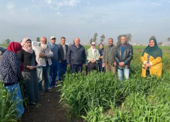 محصول القمح