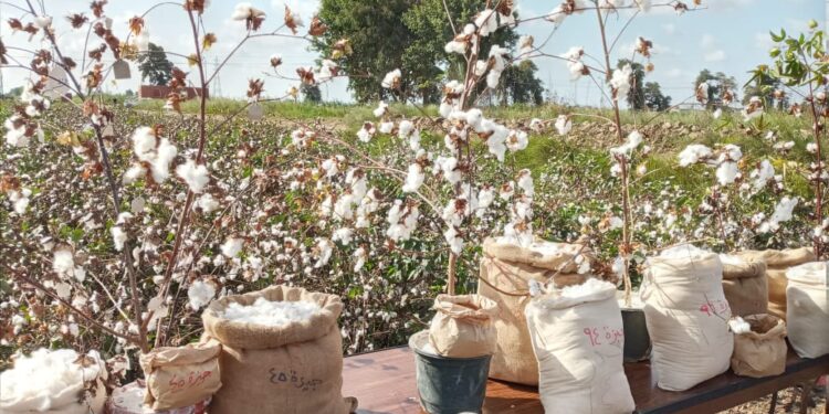 أصناف القطن.. أحدث التقاوي التي تم اعتمادها وأفضل الأماكن لزراعتها 1 أصناف القطن.. أحدث التقاوي التي تم اعتمادها وأفضل الأماكن لزراعتها