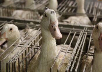 وحدة التحليل الجيني