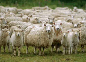 طاعون الأغنام والماعز