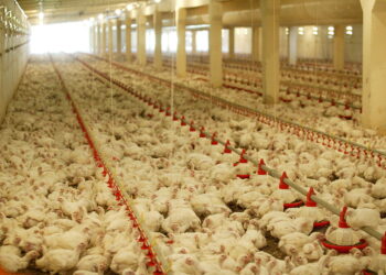 إضافات الأعلاف