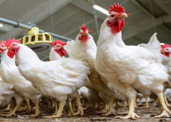 تربية الدواجن